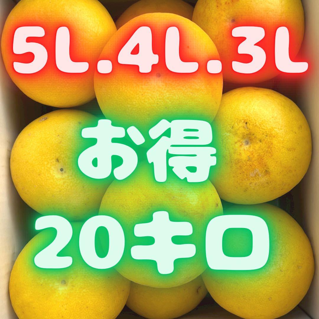 【限定10箱】早い者勝ち！文旦20キロ59